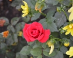 DSC_9577