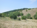 lavy (1)